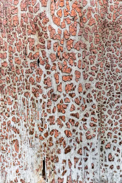 Üzerinde zebra izi olan ahşap bir yüzey. Zebra izi, yüzeyin dokulu ve doğal görünmesini sağlayan birçok küçük noktadan oluşur. Odunların birleşimi.