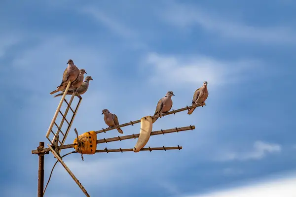 Bir grup güvercin metal bir antenin üzerine tünemiş. Kuşlar çeşitli pozisyonlarda, bazıları oturuyor ve diğerleri ayakta. Huzurlu ve huzurlu bir sahne.