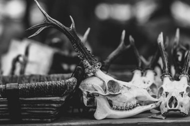 Tahta bir masanın üstünde boynuzlu bir kafatası. Kafatası diğer kafataslarıyla çevrili, ölüm ve çürüme hissi yaratıyor.
