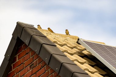 Bir evin çatısına üç kuş konur. Çatı kiremitlerden yapılmıştır ve tuğla bir bacası vardır. Gökyüzü açık ve mavidir ve güneş ışıl ışıl parlar.