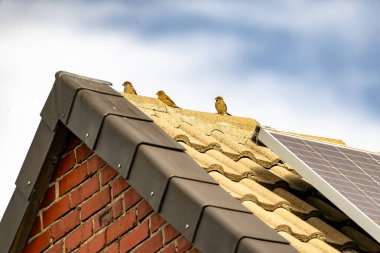 Üç kuş bir evin çatısına tünemiş. Çatı kiremitlerden yapılmış ve ev tuğladan. Gökyüzü mavi ve hiç bulut yok.