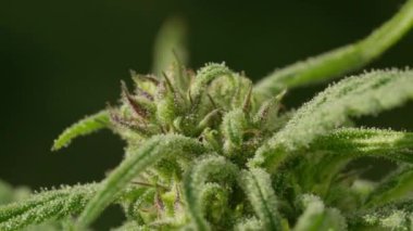 Soğuk görünümlü bir marihuana bitkisinin yakın çekimi. Bitki, tüyler ürpertici ve gizemli bir görünüm veren, beyaz tozlu bir maddeyle kaplıdır.