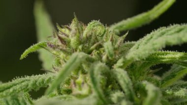 Bir sürü tomurcuğu olan marihuana bitkisinin yakın çekimi. Tomurcuklar beyaz bir tozla kaplanmış.