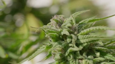 Bir sürü yaprak ve tomurcuğu olan marihuana bitkisinin yakın çekimi. Bitki yeşil ve güçlü bir kokusu var.