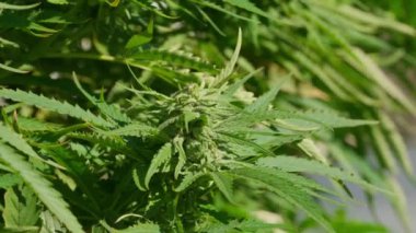 Görüntüde birçok yaprak ve tomurcuğa sahip bir marihuana bitkisi gösteriliyor. Yapraklar yeşil ve tomurcuklar bembeyaz, bitkiye gür ve sağlıklı bir görünüm veriyor.