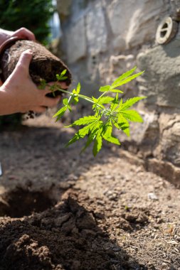 Birisi toprağa marihuana ekiyor. Bitki küçük ve yeşildir. Kişi bitkiyi elinde tutuyor ve toprağa yerleştiriyor.