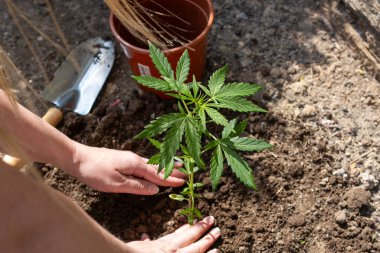 Bir kişi toprağa marihuana ekiyor. Bitki küçük ve bir tencereye yerleştiriliyor.