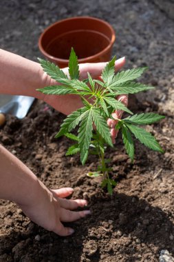 Birisi bir çömleğe marihuana ekiyor. Bitki küçük ve yeşildir. Toprağa bir çukur kazmak için kürek kullanıyor.