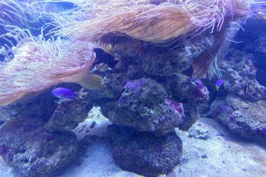 Mor kayalıklı bir mercan resifi ve yanında yüzen mavi bir balık. Balık küçüktür ve mavi ve sarı bir renge sahiptir. Kaya büyüktür ve mor bir tonu vardır. Resif suyla çevrilidir.