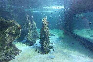 İçinde çeşitli balıkların yüzdüğü bir akvaryum. Tankın etrafı kayalarla çevrili ve kumlu bir tabanı var.