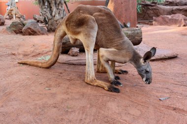 Bir kanguru hayvanat bahçesinde ot yiyor. Kanguru toprak zeminde duruyor ve uzun bir kuyruğu var.