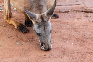 Bir kanguru yerde otluyor, yemek yerken başını eğiyor. Kanguru doğal bir ortamda, toprak ve kayalarla çevrili.
