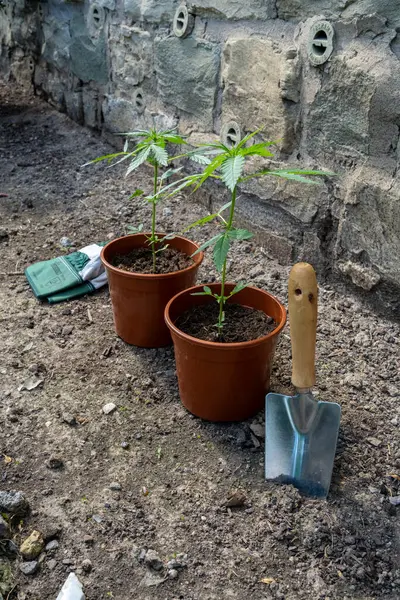 İki küçük saksı bitkisi yerde bir küreğin yanında oturuyorlar. Kürek duvara yaslanıyor.