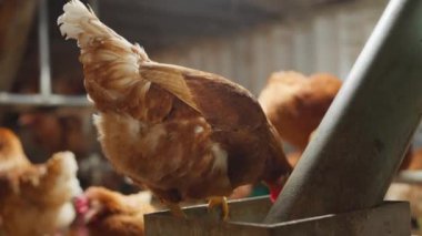 Bir tavuk yalaktan yemek yiyor. Diğer tavuklar izliyor. Sahne bir tavuk kümesinde geçiyor.