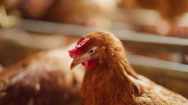 Bir tavuk bir ağılda yatıyor. Kalem diğer tavuklarla dolu. Tavuk kahverengi ve beyazdır.