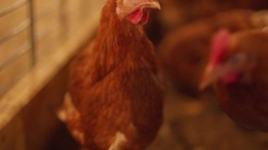 Bir tavuk diğer tavuklarla birlikte bir ağılda duruyor. Tavuk, kameraya bakıyor. Kalem metalden yapılmıştır ve tel bir çiti vardır.