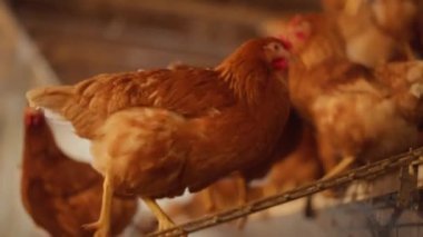 Bir grup tavuk bir besleyiciden besleniyor. Tavuklar kahverengi ve beyaz. Besleyici ahşaptır.