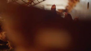 Bir grup tavuk bir ağılda. Tavuklar kahverengi ve beyaz. Kalem kirli.