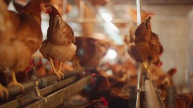 Bir grup tavuk tel örgülerin üzerinde duruyor. Tavuklar kahverengi ve beyaz.