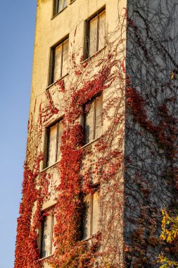 Sarmaşık ve kırmızı yapraklarla kaplı bir bina. Bina yüksek ve birçok penceresi var.