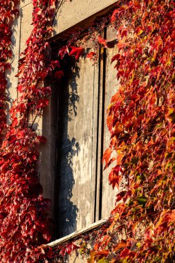 Kırmızı sarmaşık yapraklarıyla kaplı bir bina. Sarmaşık binanın yan tarafında büyüyor ve pencereleri kapatıyor.