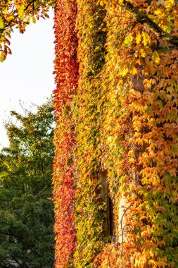 Yan tarafında sarmaşık büyüyen bir bina. Sarmaşık parlak turuncu yapraklarla kaplı, sıcak ve davetkar bir atmosfer yaratıyor. Binanın kendisi büyük, eski bir yapı.