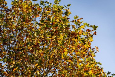 Sarı ve kahverengi yapraklı bir ağaç. Yapraklar ağacın her yerine saçılmış. Gökyüzü mavi ve berrak