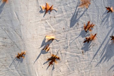 Üzerinde bir sürü yaprak olan beyaz bir bez. Yapraklar kumaşın her tarafına saçılmış.