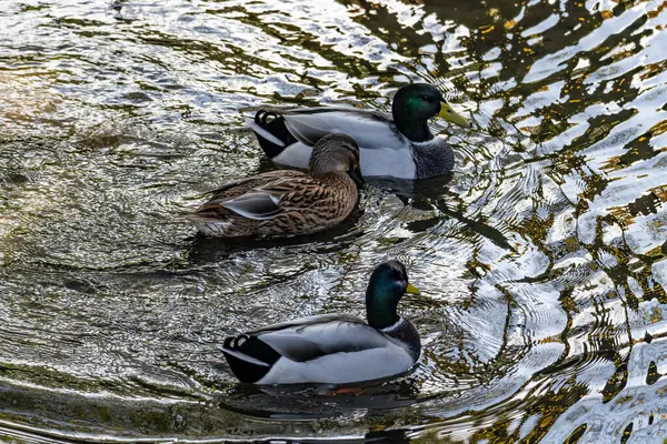 Üç ördek bir gölde yüzüyor. Su sakin ve ördekler eğleniyor.