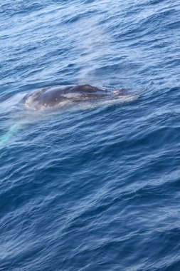 Bir balina okyanusta yüzüyor. Su mavi ve sakindir. Balina çok fazla suyla çevrili.