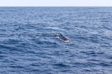 Bir balina okyanusta yüzüyor. Su mavi ve sakindir. Balina görüntünün odak noktasıdır.