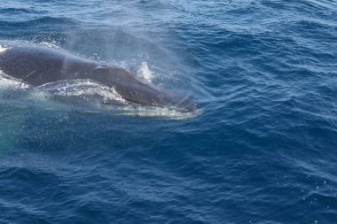Bir balina okyanusta yüzüyor. Su mavi ve gökyüzü berrak. Balina çok fazla suyla çevrili ve görüntüde görünen tek şey o.