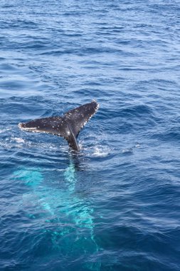 A whale tail is seen in the water. The tail is black and white. The water is blue clipart