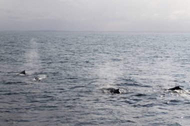 Üç balina okyanusta yüzüyor. Su sakin ve gökyüzü bulutlu.