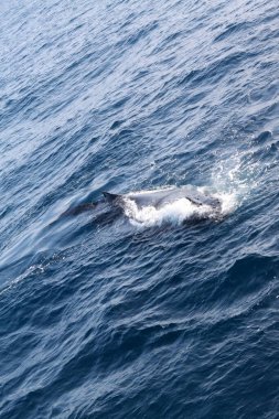 Bir yunus okyanusta yüzüyor. Su mavi ve sakindir. Görüntünün odak noktası yunus.