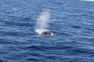 Bir balina suyun üzerinde hava deliğiyle okyanusta yüzüyor. Su mavi ve sakin.