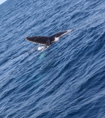 Kuyruğunu sallayarak okyanusta yüzen bir balina. Su mavi ve gökyüzü berrak.