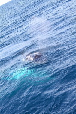 Kuyruğunu sallayarak okyanusta yüzen bir balina. Su mavi ve gökyüzü berrak.
