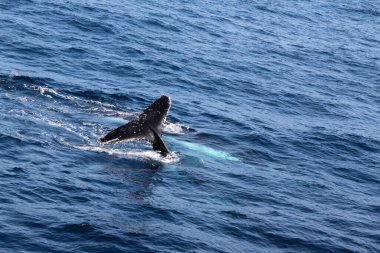 Kuyruğunu sallayarak okyanusta yüzen bir balina. Su sakin ve mavi.