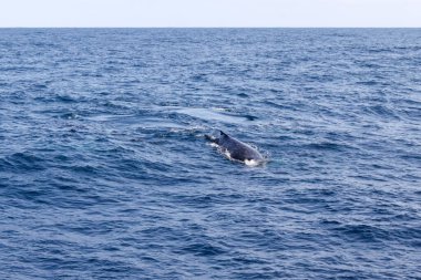 Bir balina okyanusta yüzüyor. Su mavi ve sakindir. Balina görüntünün odak noktasıdır.