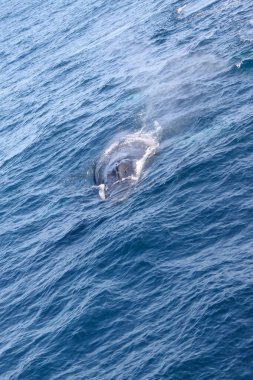 Bir balina okyanusta yüzüyor. Su mavi ve sakindir. Balina görüntünün odak noktasıdır.