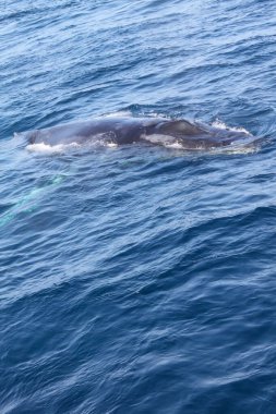 Bir balina okyanusta yüzüyor. Su mavi ve sakindir. Balina görüntünün odak noktasıdır.
