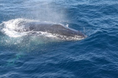 Bir balina okyanusta yüzüyor. Su mavi ve gökyüzü berrak. Balina çok fazla suyla çevrili ve görüntüde görünen tek şey o.