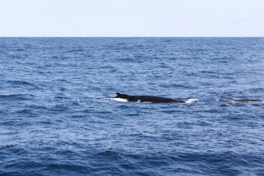 Bir balina okyanusta yüzüyor. Su sakin ve mavidir. Balina görüntünün odak noktasıdır.