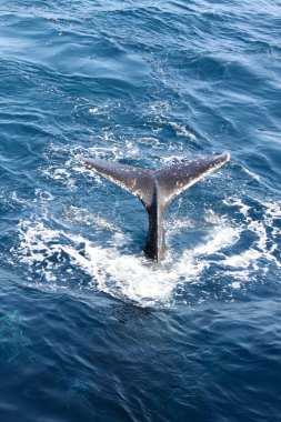 Suda bir balina kuyruğu görülür. Kuyruk siyah ve beyazdır. Su mavi.
