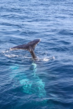 Suda bir balina kuyruğu görülür. Kuyruk beyazdır ve siyah benekleri vardır. Su mavi ve sakin.