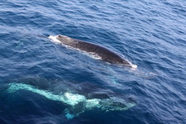 İki balina okyanusta yüzüyor. Biri diğerinden daha büyük. Su mavi ve sakin.
