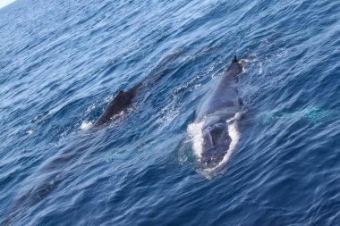 İki balina okyanusta yüzüyor. Su mavi ve gökyüzü berrak.