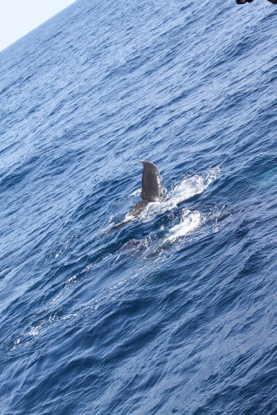 A dolphin is swimming in the ocean with its tail sticking out of the water. The water is blue and calm, and the dolphin appears to be enjoying its swim