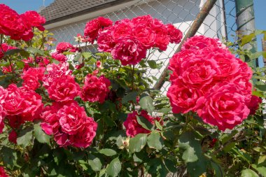 Beyaz bir evin önünde güzel bir kırmızı gül bahçesi var. Güller tam çiçeklenmiş ve çok canlı.